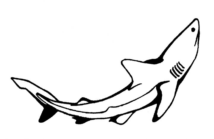 Requin #63 (Animaux) – Coloriages À Imprimer concernant Coloriage Requin Blanc Imprimer