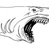 Requin À Grandes Dents - Coloriages À Imprimer Gratuits destiné Coloriage Requin À Imprimer