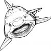 Requin (Animaux) – Coloriages À Imprimer encequiconcerne Coloriage Requin Blanc Imprimer