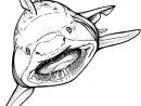 Requin (Animaux) – Coloriages À Imprimer pour Dessin De Requin À Imprimer