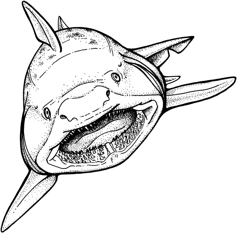 Requin (Animaux) – Coloriages À Imprimer pour Dessin De Requin À Imprimer