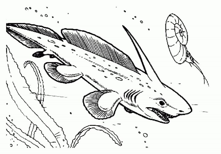 Requin – Coloriage De Requins – Coloriages Pour Enfants dedans Coloriage Requin À Imprimer