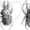 Résultat De Recherche D'images Pour &quot;scarabée Dessin intérieur Dessin Scarabée