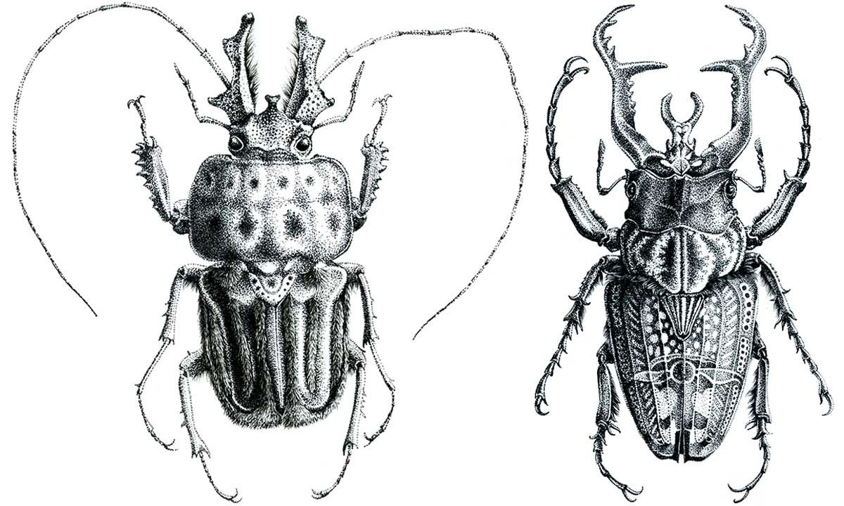 Résultat De Recherche D'images Pour &quot;scarabée Dessin intérieur Dessin Scarabée