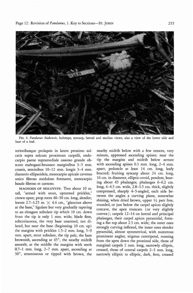 Revision Of The Genus Pandanus Stickman Part 1. Key To The pour Revision Grande Section Revision Of The Genus Pandanus Stickman Part 1. Key To The pour Revision Grande Section