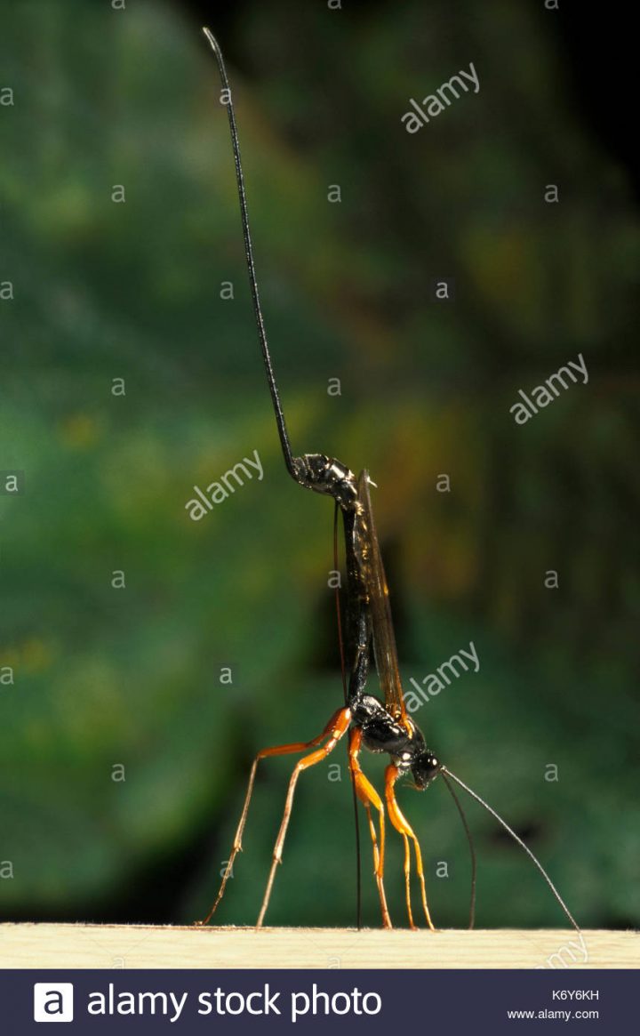 Rhyssa Persuasoria, Guêpe Mouche Ichneumon, Royaume-Uni, La concernant Animaux Qui Pondent Des Oeufs