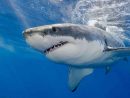 Rosie, L'étrange Histoire Du Grand Requin Blanc Oublié Dans dedans Jeux Gratuit Requin Blanc