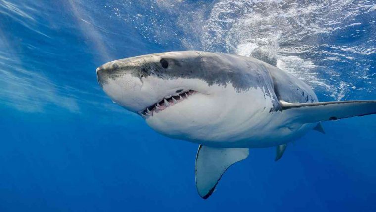 Rosie, L'étrange Histoire Du Grand Requin Blanc Oublié Dans dedans Jeux Gratuit Requin Blanc