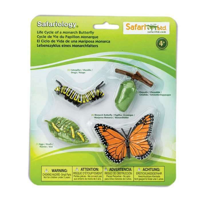 S622616 Cycle De Vie – Papillon Monarque destiné Cycle De Vie D Une Chenille