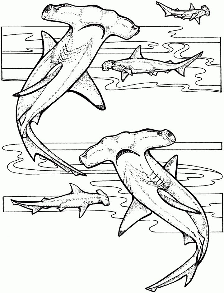 Sand Tiger Shark Coloring Pages – Kaigobank concernant Coloriage Requin À Imprimer