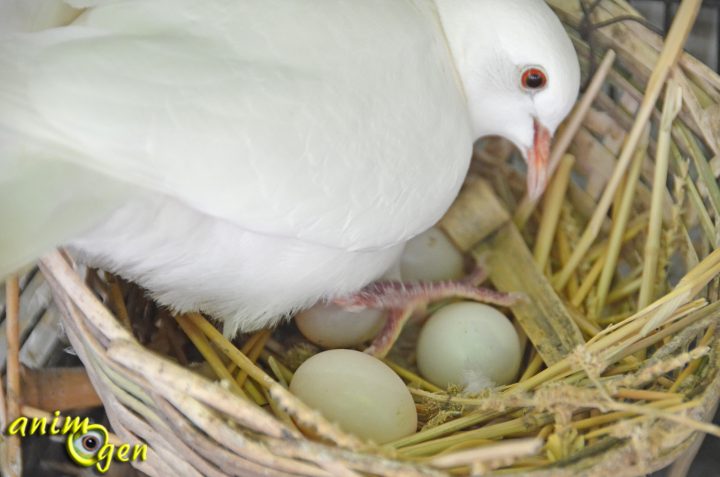 Santé : Ponte, Incubation Et Croissance Des Oisillons Chez intérieur Animaux Qui Pondent Des Oeufs