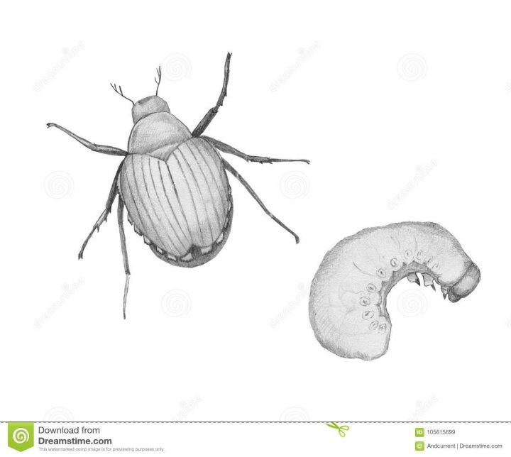 Scarabée Japonais, Adulte Et Larve Image D'isolement De encequiconcerne Dessin Scarabée