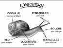 Schema De L Escargot | Escargot, Escargot Maternelle, Maternelle intérieur Jeux Gratuit Escargot
