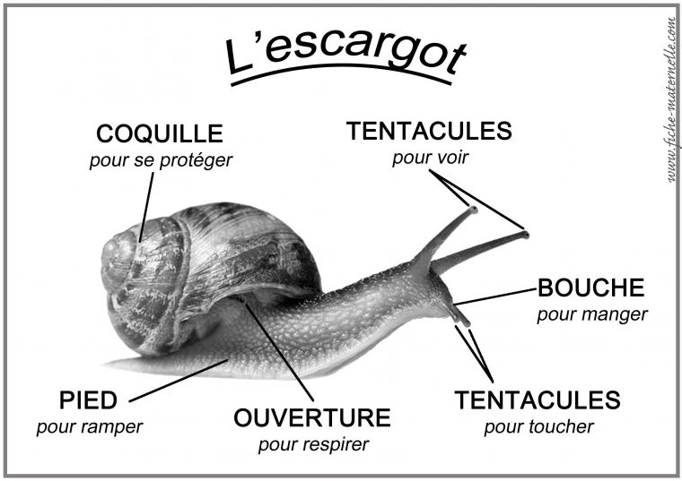 Schema De L Escargot | Escargot, Escargot Maternelle, Maternelle intérieur Jeux Gratuit Escargot