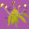 Schéma D'une Fleur De Lierre Grimpant (Hedera Helix) Araliaceae. avec Schéma D Une Fleur