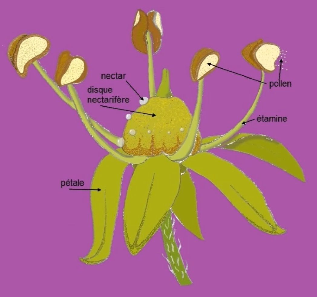 Schéma D'une Fleur De Lierre Grimpant (Hedera Helix) Araliaceae. avec Schéma D Une Fleur