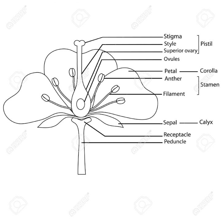Schéma D'une Fleur En Noir Et Blanc avec Schéma D Une Fleur