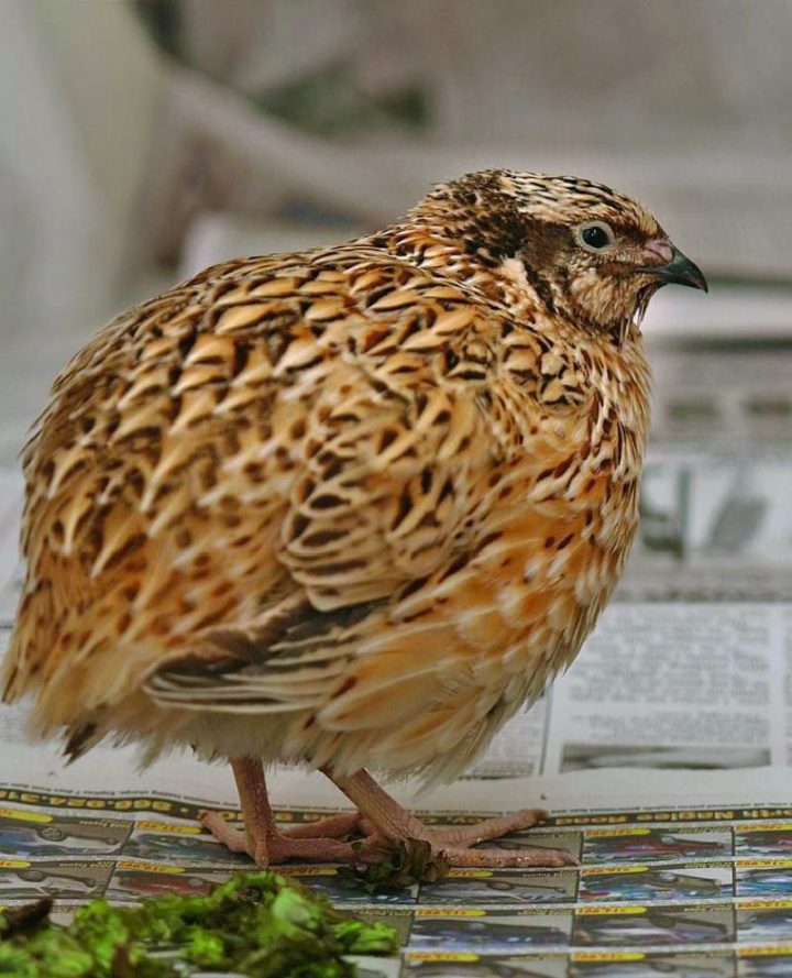 Se Lancer Dans L'élevage De Cailles pour Animaux Qui Pondent Des Oeufs