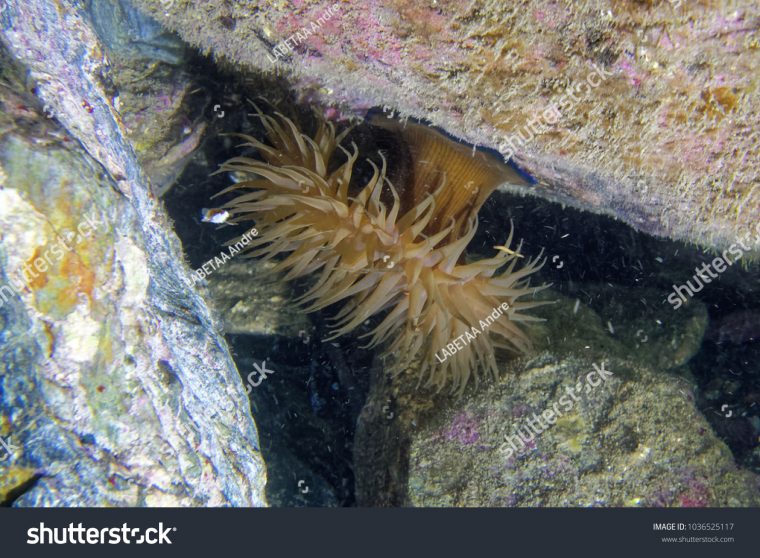 Sea Anemone Actinia Striata France Stock Photo (Edit Now concernant Anémone Des Mers