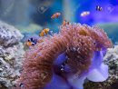 Sea Anemone And Anemone Fish concernant Anémone Des Mers