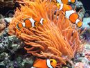 Sea Anemone And Clown Fish In Marine Aquarium concernant Anémone Des Mers