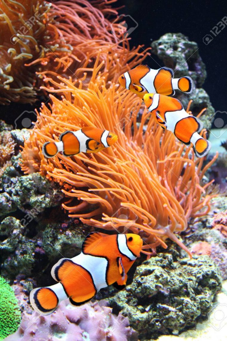 Sea Anemone And Clown Fish In Marine Aquarium concernant Anémone Des Mers