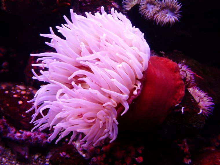 Sea Anemones encequiconcerne Anémone Des Mers