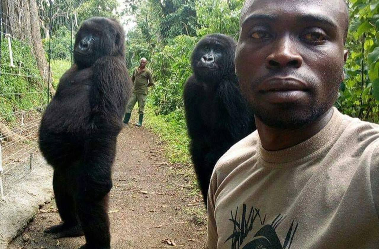 Selfie Du Ranger Et Des Gorilles : L'histoire Tourmentée De dedans Jeux De Gorille Gratuit