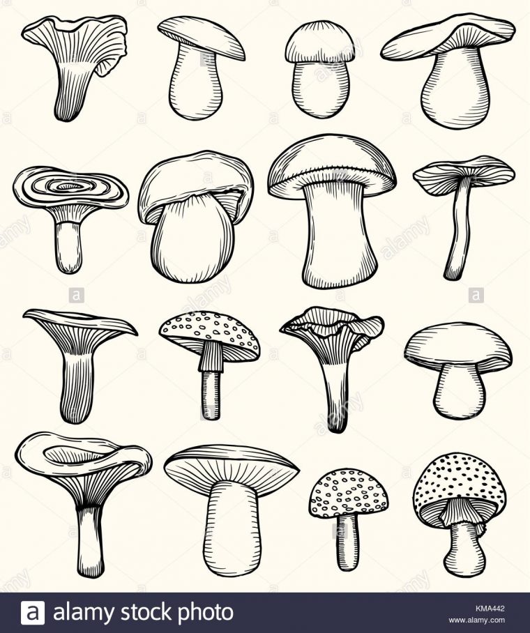 Set De Champignons Illustration, Dessin, Gravure Ligne serapportantà Dessiner Un Champignon