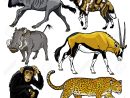 Set With Wild Animals Of Africa,pictures Isolated On White Backgound pour Les Animaux De L Afrique