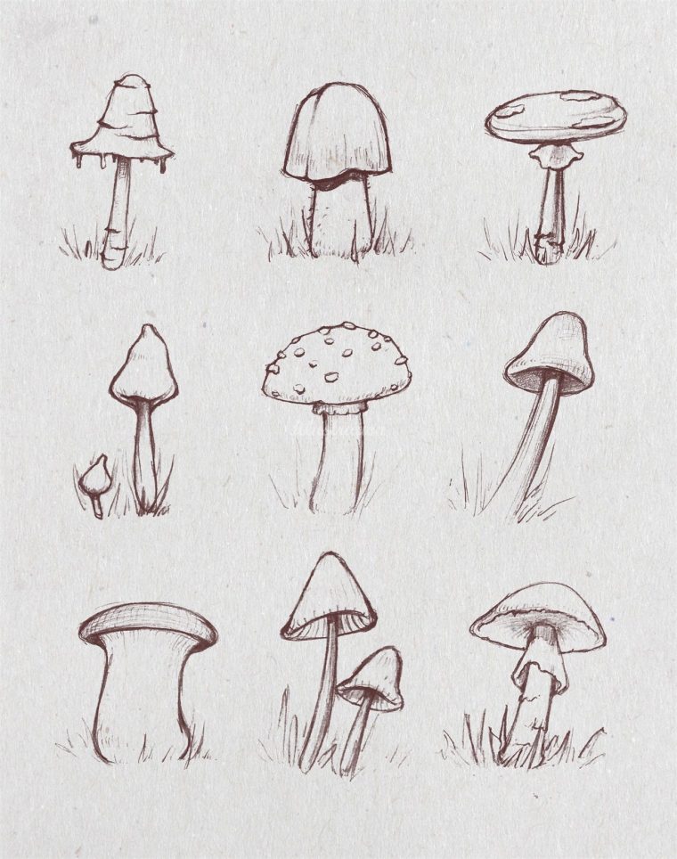 Sketch Of Growing Mushrooms . . #mushroom #growth #nature encequiconcerne Dessiner Un Champignon