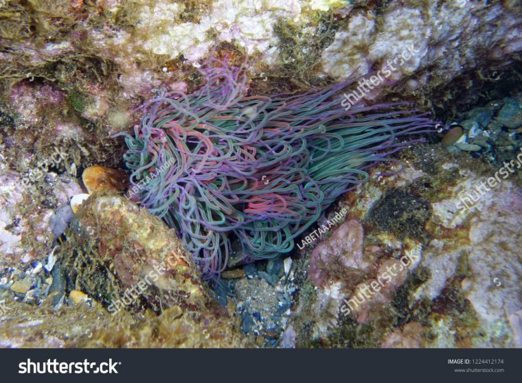 Snakelocks Anemone Anemonia Viridis Banyulssurmer à Anémone Des Mers