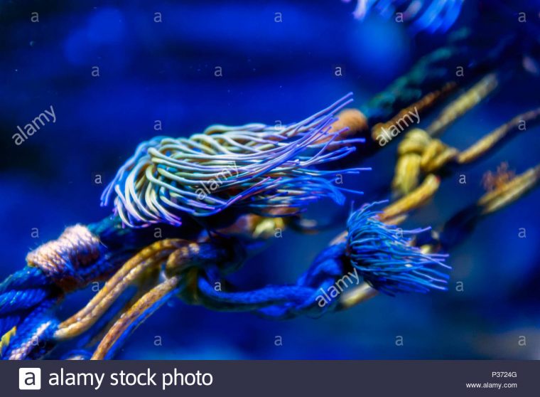 Snakelocks (Anémone De Mer Anemonia Viridis), La Sédentarité à Anémone Des Mers