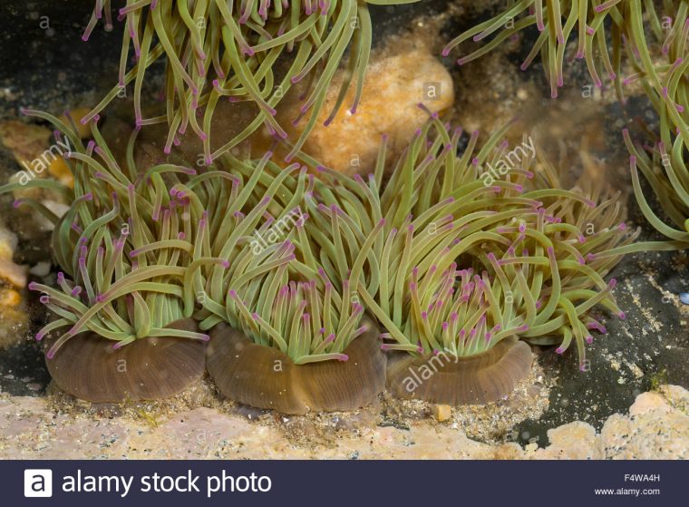 Snakelocks Anemone, Wachsrose, Anemonia Viridis, Anemonia concernant Anémone Des Mers