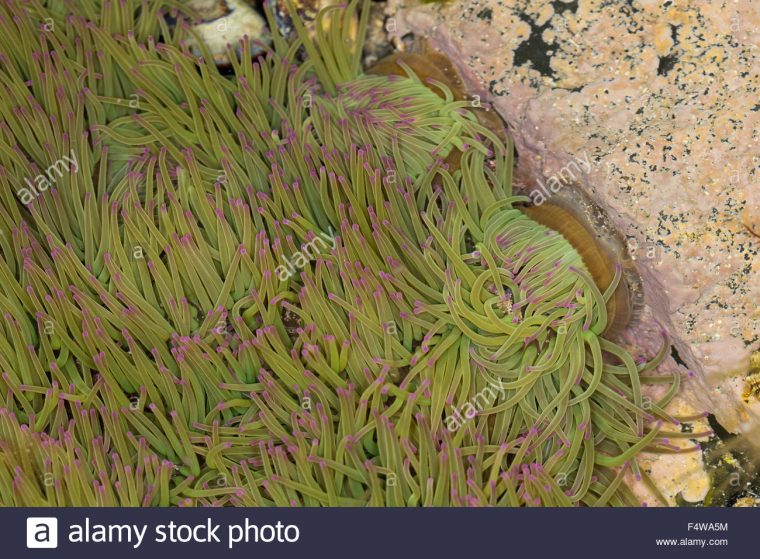 Snakelocks Anemone, Wachsrose, Anemonia Viridis, Anemonia dedans Anémone Des Mers