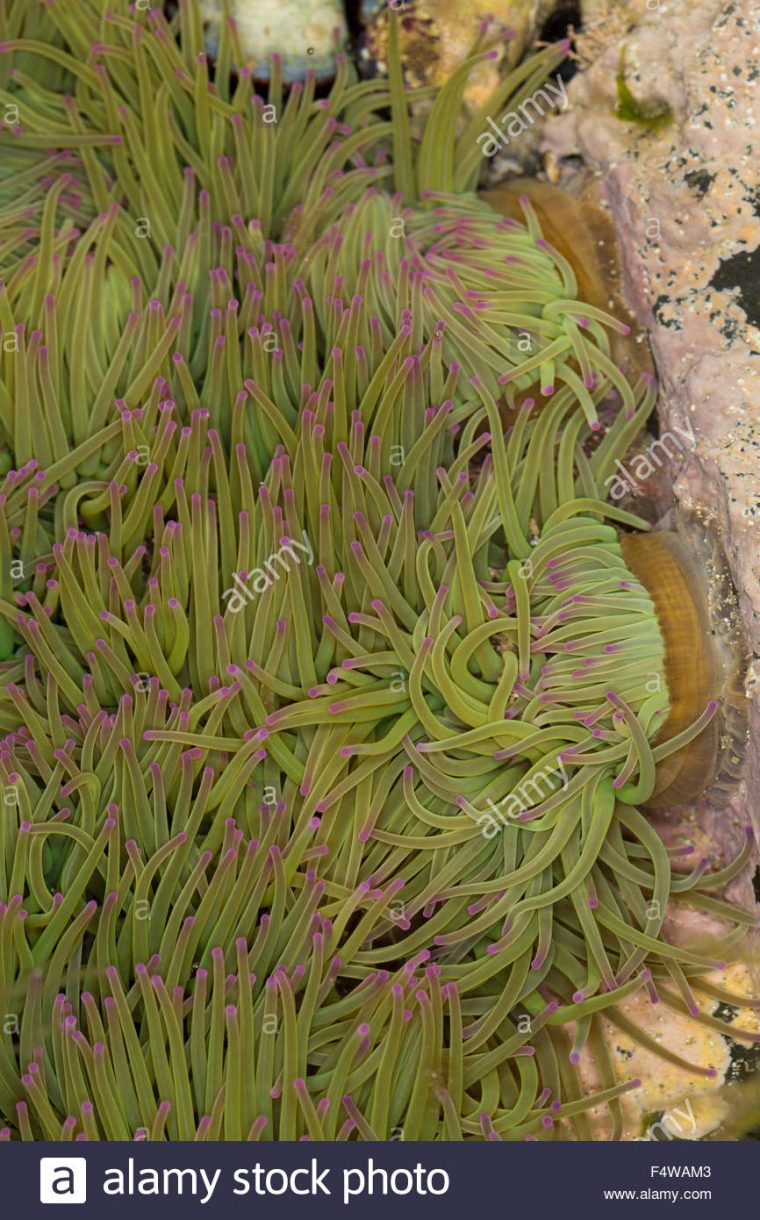 Snakelocks Anemone, Wachsrose, Anemonia Viridis, Anemonia dedans Anémone Des Mers