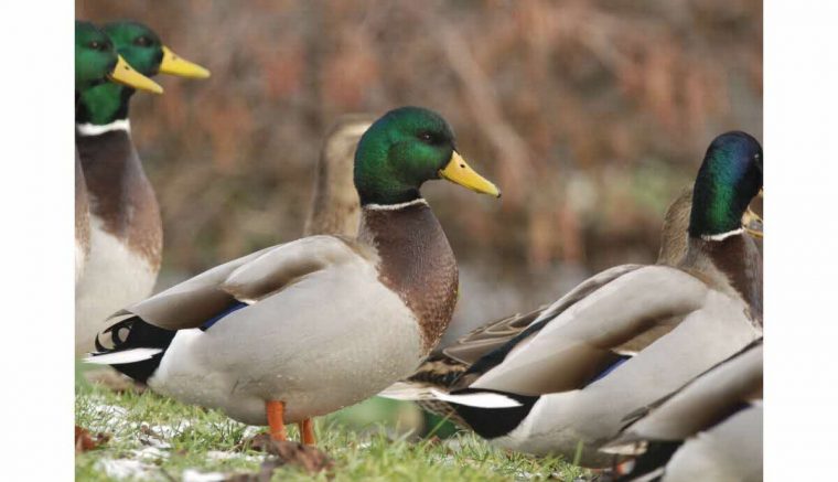 Sortir Jura | Partez À La Découverte Des Oiseaux Qui à Les Animaux Qui Hivernent