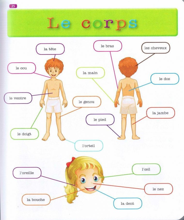 Source: Mon Premier Dictionnaire De Français Larousse concernant Le Corps Humain En Maternelle