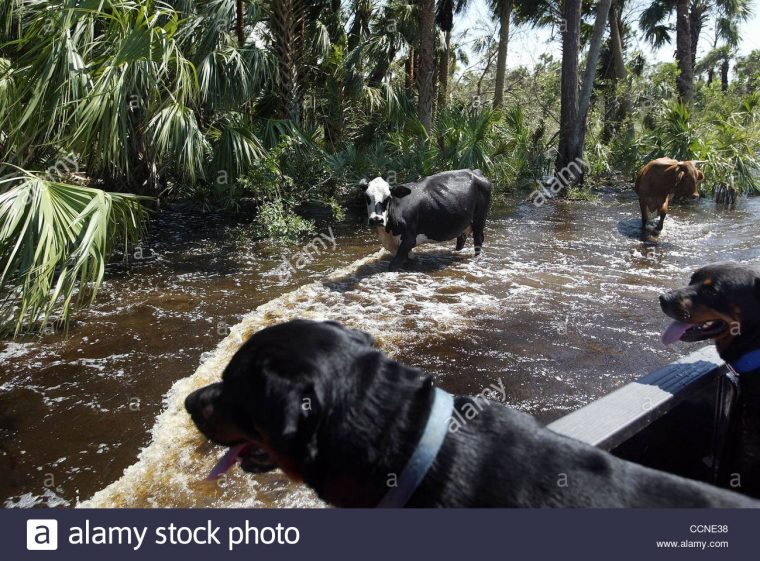 Spelling Check Photos & Spelling Check Images – Alamy destiné Dictionnaire Des Mots Croisés Gator