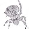 Spider - Lymcrea intérieur Dessiner Une Araignee