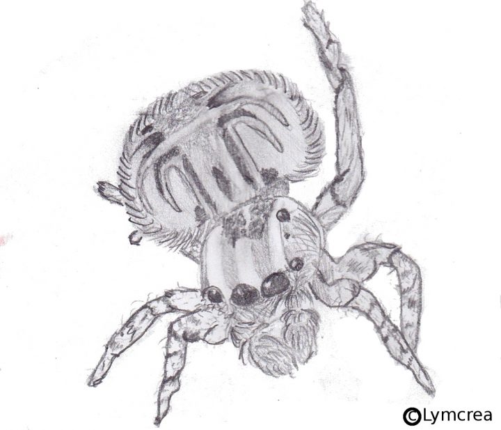 Spider – Lymcrea intérieur Dessiner Une Araignee