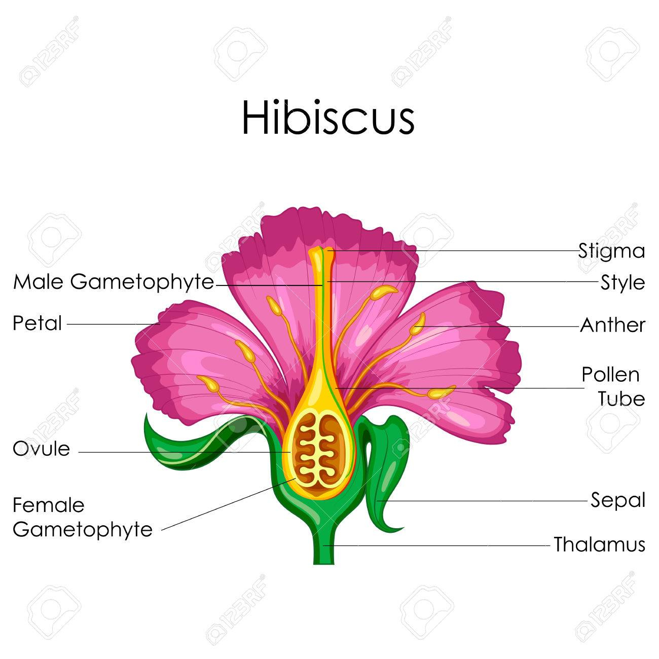 Tableau De L'éducation De La Biologie Pour L'anatomie De La Fleur De  Hibiscus Diagramme dedans Schéma D Une Fleur