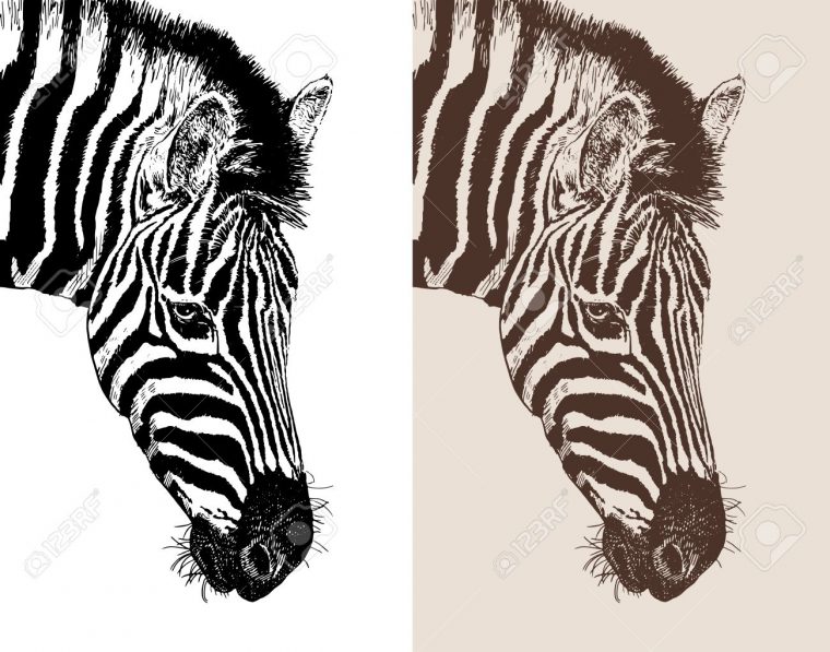 Tête D'illustration Profil Zèbre, Croquis Numérique De L'animal, Réaliste  Dessin Noir Et Blanc Et La Version Sépia, Isolé Sur Fond Blanc,  Illustration tout Dessin Noir Et Blanc Animaux