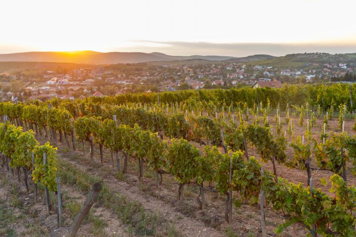 Tokaj, L'une Des Plus Anciennes Régions Viticoles Du Monde intérieur Anciennes Régions