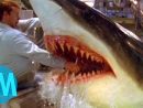 Top 10 Des Attaques De Requin Les Plus Terrifiantes ! dedans Requin Jeux Video