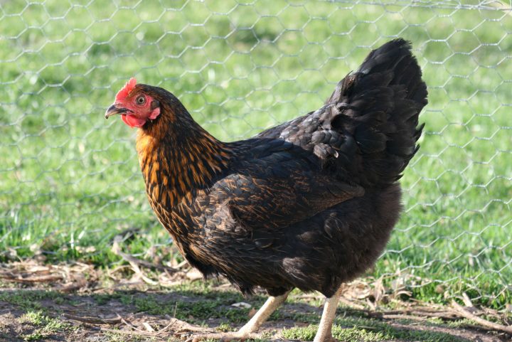 Top 12 Des Races De Poules Qui Pondent Le Plus | Animogen tout Animaux Qui Pondent Des Oeufs