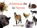 Top 13 Des Animaux De La Ferme - Avec Photos Et Vidéo ! avec Les Animaux Domestiques En Maternelle