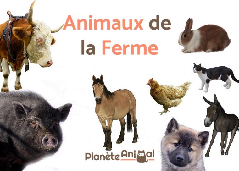 Top 13 Des Animaux De La Ferme – Avec Photos Et Vidéo ! avec Les Animaux Domestiques En Maternelle