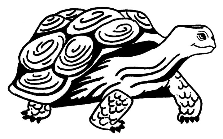 Tortue #13 (Animaux) – Coloriages À Imprimer avec Dessin Tortue À Imprimer