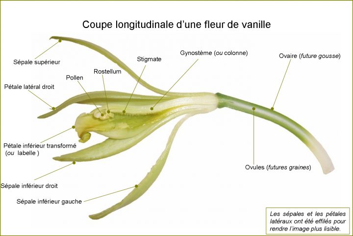 Tout Sur La Vanille | Planet-Vie tout Schéma D Une Fleur